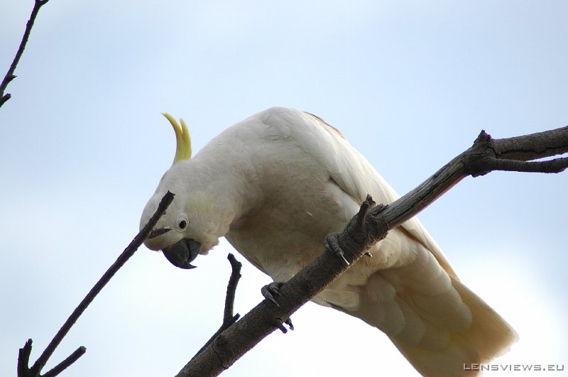 Sulphur-Crested Cockatoo 104 